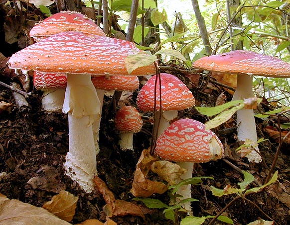 Come togliere un fungo di unghie per mezzo di aceto